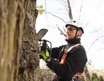 Arborist som tar ned träd med motorsåg