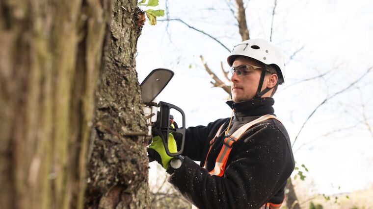 Arborist som tar ned träd med motorsåg